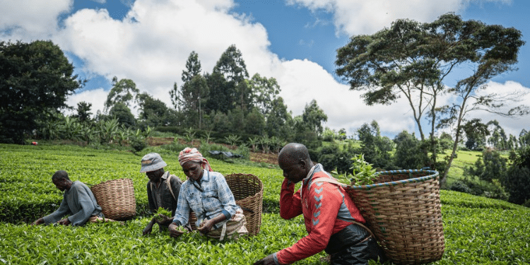 Two Listed Companies Issue Profit Warnings To Shareholders Tea Company Issue Profit Warning