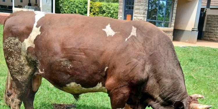 Bullfighting Condemned As A Cruel Game With Kakamega Planning To Launch League.