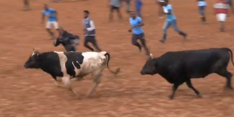 Photos Of A Past Bullfighting Event In Kakamega. Photo/Khalwale X.