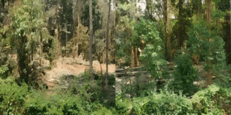 Karura Forest Adopts New Ecitizen Payment Model