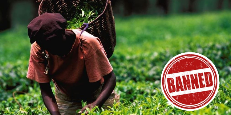 Kenya, Iran Set To Lift Tea Export Ban Kenya And Iran To Lift Tea Ban Within 60 Days