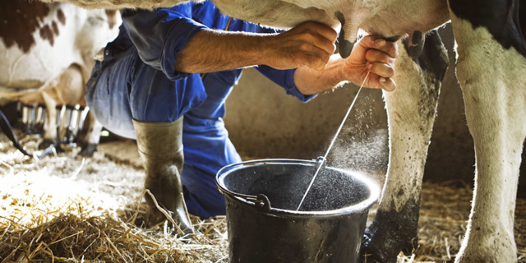 Research Reveals Cockroach Milk Is Three Times More Nutritious Than Cow’s Milk