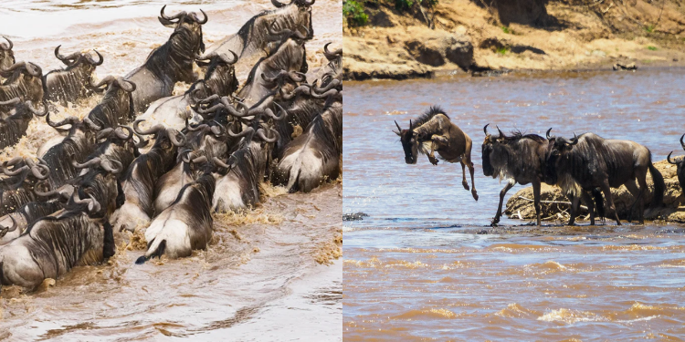 Uproar After Tourists Block Wildebeest Migration A Photo Of The Wildebeest Migration At Maasai Mara Photo/African Scenic Safaris/Next Crossing
