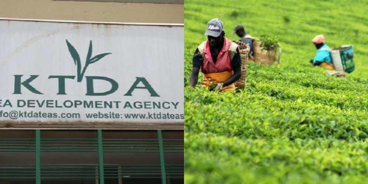 Tea Farmers Face Earnings Squeeze As Fuel Costs And Export Disruptions Rise Ktda Elects Enos Njeru And Samson Mosonik Menjo In New Leadership Changes