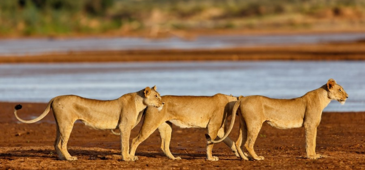 Photo Of Lions At Samburu National Reserve Photo By Shadows Of Africa