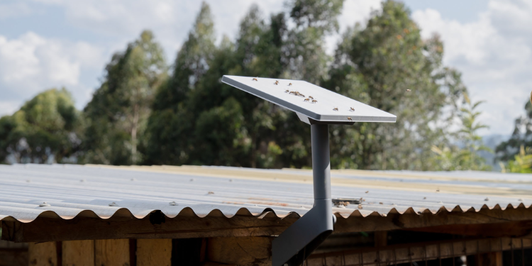 Starlink'S Market Share In Kenya Drops Despite Adding New Subscribers