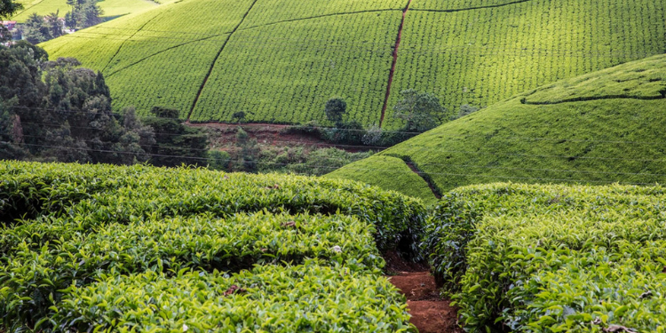 Ktda Sets Monthly Payment Rates For Tea Farmers Ktda Maintains Nyamira Tea Payments At Ksh24 As Low Prices Hit Factory Cash Flows