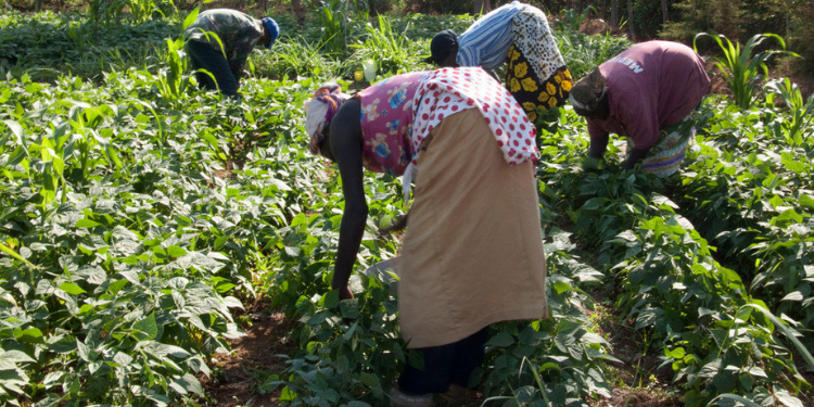 How To Apply For A Forestry Permit From Nema