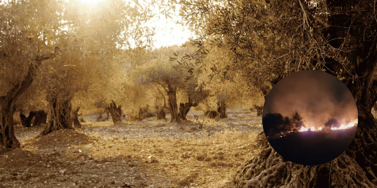 Israel Accused Of Destroying Palestinian Olive Trees