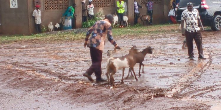 Embu Goat Auction Fails As Rain Disrupts Sales