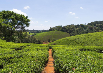 How Cooperative Societies In Kenya Can Apply For Land Registration