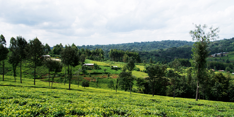 Step-By-Step Guide On How To Apply For Land Succession Transfer In Kenya How To Apply For Land Succession Transfer In Kenya