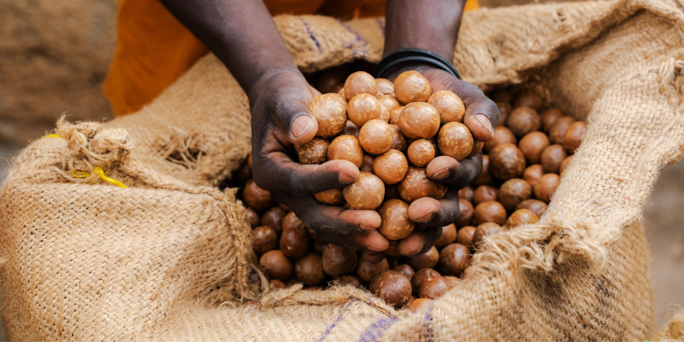 Belgium Invests In Kenya’s Macadamia Sector Through Limbua