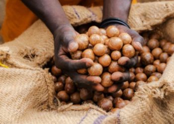 Afa Reopens Macadamia Harvesting And Trading Window
