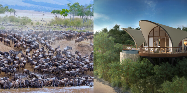 Kws Clarifies Blockage Of Wildebeest Migration Routes By New Hotel In Maasai Mara Photo Collage Of Wildebeest Migration And The Ritz-Carlton Safari Camp. Photo/Africa Safaris/Ritz-Carlton